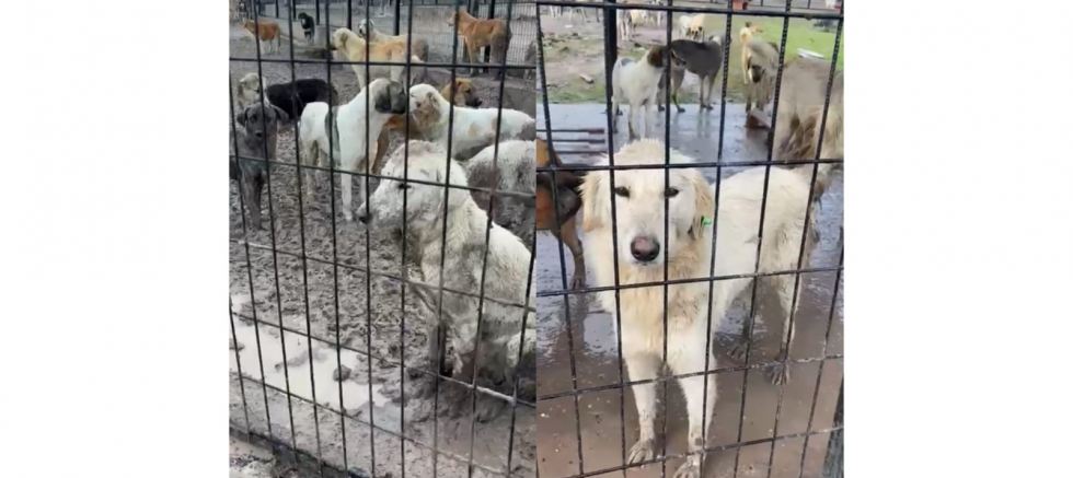 Reyhan Elbirliler: Soğuk, Kar Ve Sessizlik Canların Terk Edilişini Gözler Önüne Seriyor - GÜNDEM - İnternetin Ajansı